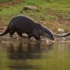 Vydra hladkosrsta - Lutrogale perspicillata - Smooth-coated Otter o6296